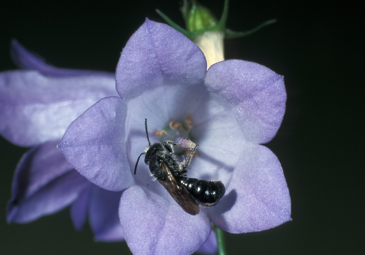 Chelostoma rapunculi